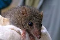 Loài thú độc dị, giao phối liên tục 10 tiếng rồi lăn ra chết