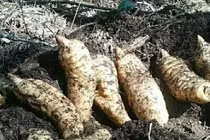 Loại củ từng là 'báu vật', ở Việt Nam bán rẻ như cho