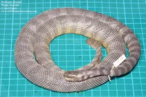 Vẻ ngoài bí hiểm của loài rắn biển cực độc, gai chi chít trên bụng