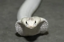 'Quái thú' trắng toát bò vào nhà, thanh niên lập tức làm điều này