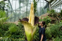 Những loài hoa nắm giữ kỷ lục kinh ngạc của thế giới tự nhiên