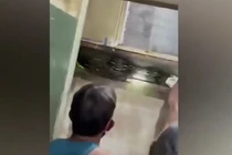 Nghe tiếng động lạ, thất kinh thấy trăn khủng lẩn trốn trong tường