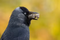 Sững sờ hình ảnh động vật lần đầu được công bố