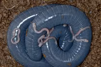 Lần đầu tiên phát hiện loài lưỡng cư biết nuôi con bằng sữa 