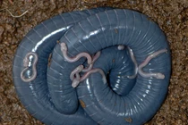 Lần đầu tiên phát hiện loài lưỡng cư biết nuôi con bằng sữa 