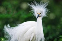 View - Kỳ thú cò ốc trong Sách Đỏ kéo về trú ngụ rợp trời Quảng trị | Báo Tri thức và Cuộc sống - TIN TỨC PHỔ BIẾN KIẾN THỨC 24H