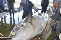 'Quái ngư' khổng lồ lọt lưới, ngư dân vớ bẫm