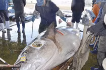 'Quái ngư' khổng lồ lọt lưới, ngư dân vớ bẫm
