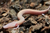 Phát hiện 'rồng non' trong hang động, tuyệt thực nhiều năm vẫn sống