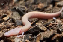 Phát hiện 'rồng non' trong hang động, tuyệt thực nhiều năm vẫn sống