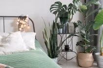 Cây cảnh chiêu lộc, trồng trong phòng ngủ khỏe người, vượng khí