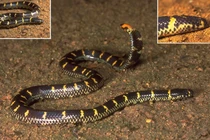 Đập tan tin đồn về loài rắn có '2 đầu' ở Việt Nam