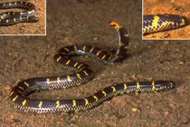 Đập tan tin đồn về loài rắn có '2 đầu' ở Việt Nam