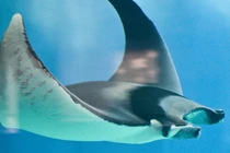 Đụng trúng “quái ngư” khủng 250kg, cần thủ khó nhọc kéo lên thuyền