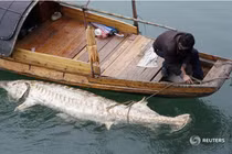 Quái ngư sông Dương Tử nặng hơn 600 kg, 4 người vác không nổi 