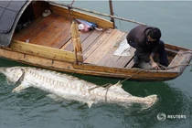 Quái ngư sông Dương Tử nặng hơn 600 kg, 4 người vác không nổi 