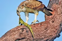 Số phận hẩm hiu của cá sấu sông Nile khi gặp đại bàng châu Phi