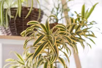 Cây cảnh xanh mởn, giúp trấn trạch, giữ nhà, thu hút tài lộc