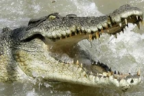 Hoang mang loài ‘thủy quái’ bí ẩn từng xuất hiện tại Việt Nam