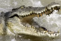 Hoang mang loài ‘thủy quái’ bí ẩn từng xuất hiện tại Việt Nam