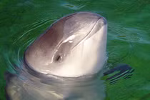 Thói quen ngủ lạ thường của động vật, có loài đóng băng cơ thể 