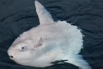 Loài cá lười nhất thế giới, bị thịt một nửa cũng không thèm... động đậy 