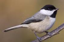 Loài chim tàn bạo nhất hành tinh, thích ăn não con mồi