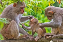 Khỉ vàng được thả về Vườn Quốc gia Vũ Quang quý hiếm cỡ nào?