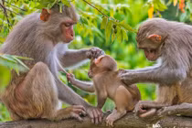 Khỉ vàng được thả về Vườn Quốc gia Vũ Quang quý hiếm cỡ nào?