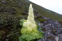 Loài cây kỳ lạ chỉ nở một lần trong 400 năm, bất ngờ sự thật