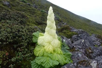 Loài cây kỳ lạ chỉ nở một lần trong 400 năm, bất ngờ sự thật