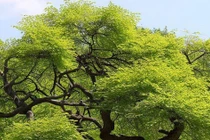 Người xưa dạy: “Nhà trồng cây du, ma quỷ lánh xa, tiền lăn vào cửa"