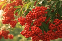 4 cây cảnh cát tường, hút lộc nên trồng trong sân