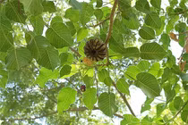 Loài cây nguy hiểm nhất thế giới, quả phát nổ như bom