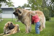 Tận mục chó “sư tử Đức” chỉ đại gia mới nuôi nổi ở Việt Nam