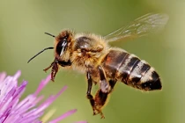 Những loài động vật sở hữu 'siêu năng lực' khiến con người 'bái phục'