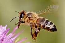 Những loài động vật sở hữu 'siêu năng lực' khiến con người 'bái phục'