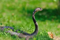 Loài động vật sở hữu ‘vũ khí’ khiến rắn sợ phát khiếp