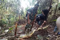 Kinh hoàng chồng phát hiện vợ bị 'quái thú' nuốt chửng