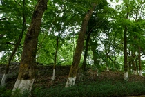 Loài cây gỗ là 'vàng lộ thiên' hiện diện trên núi ở Hà Nội