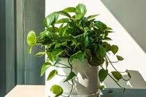 3 mệnh trồng trầu bà cực tốt, phong thủy vượng phát, rước lộc vào nhà