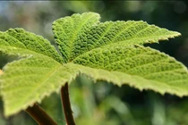 Con người sắp dịch được ngôn ngữ của loài cây?