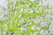 Cành lá hút lộc, trừ tà, người giàu ráo riết săn lùng 