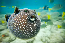 Top 8 động vật 'ân ái' dị nhất hành tinh, phát hoảng số 1