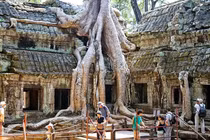 Top 8 loài cây kỳ quái, khó tin nhất Trái đất