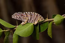 Loài bò sát quý hiếm hiện hình sau 1 thế kỷ bặt vô âm tín