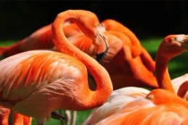 Chim hồng hạc có bộ lông màu hồng và nuôi con bằng máu