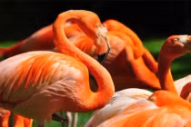 Chim hồng hạc có bộ lông màu hồng và nuôi con bằng máu