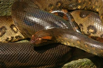 Top 8 động vật lớn nhất hành tinh, số 5 cực nguy hiểm