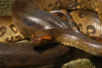 Top 8 động vật lớn nhất hành tinh, số 5 cực nguy hiểm